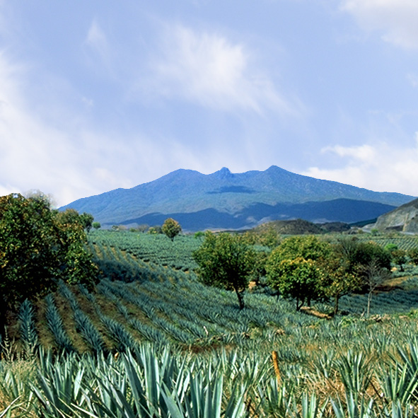 Volcan de Tequila